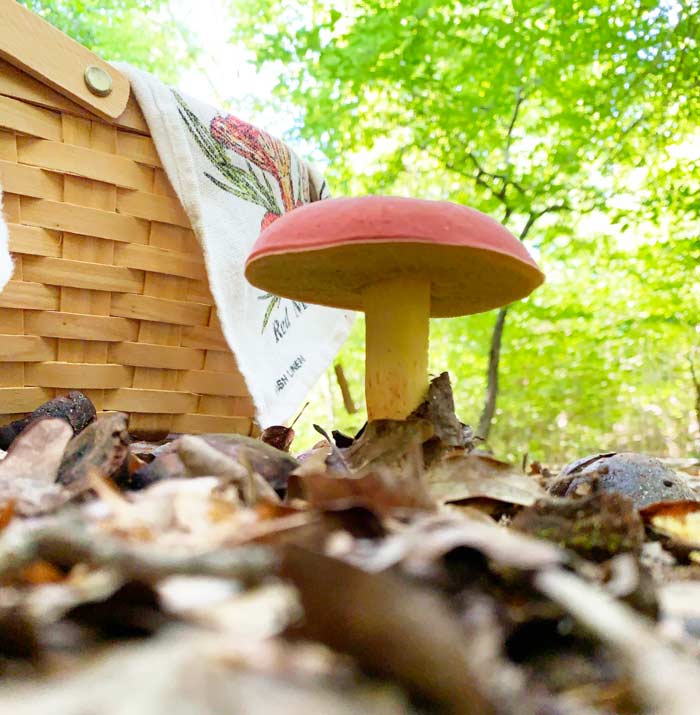 A beautiful large bicolor bolete fruiting in late June. Despite its size, it's still in perfect shape thanks to abundant rain and shade.