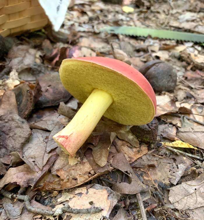 A closer look at the stem coloration and pore surface of a bicolor bolete.