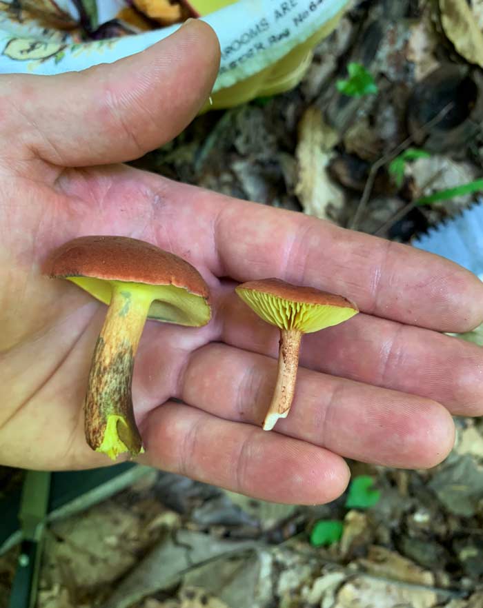 Bicolor bolete (left) vs gilled bolete (right).