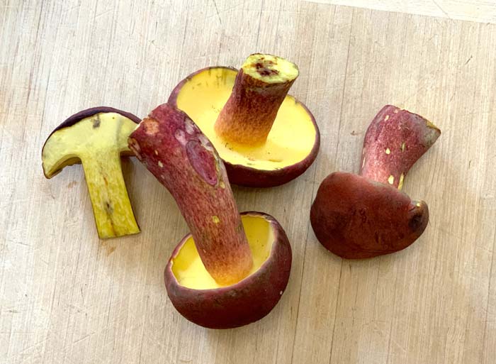 Bicolor boletes viewed at different angles to help you see what they look like.