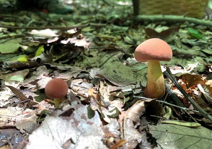Bicolor boletes popping through leaf litter in a deciduous forest.