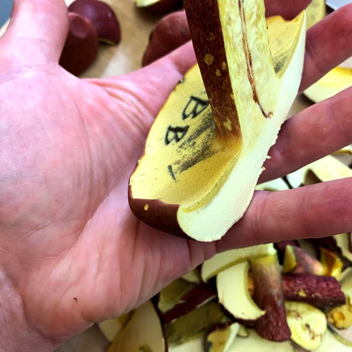 Even large bicolor boletes can still be good in the kitchen, so long as they're not too bug eaten. This large bicolor is still in perfect shape inside.