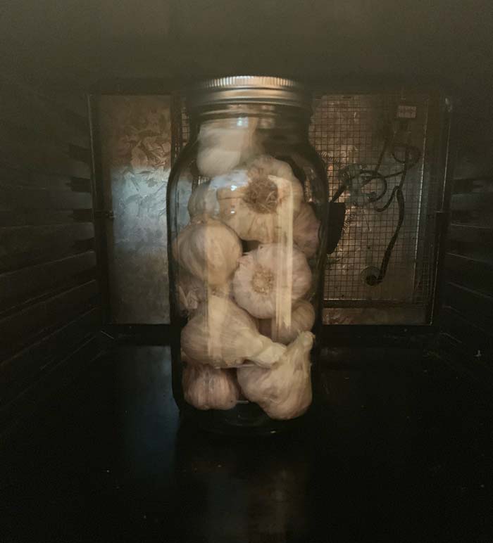 Our first test batch of garlic intended for black garlic in a half gallon jar inside our 9-tray Excalibur dehydrator (trays removed). Making a single jar isn't terribly energy efficient, but this was a test run and we didn't want to waste too much garlic if it didn't turn out well.
