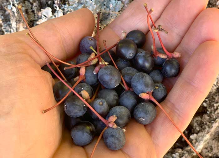 There is a single large, hard seed inside each black tupelo fruit so these are not something you want to eat like a blueberry unless you have excellent dental insurance. 