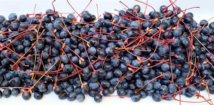 Black tupelo fruit harvested in mid-October near Greenville, South Carolina.