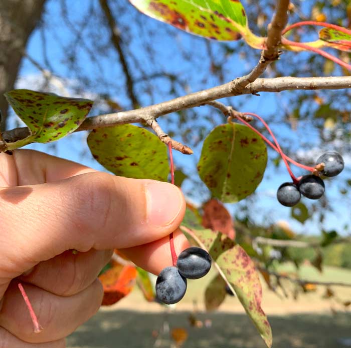 Black tupelo fruit on tree. There are anywhere from one to three fruits at the end of each peduncle. Black tupelo fruit identification.