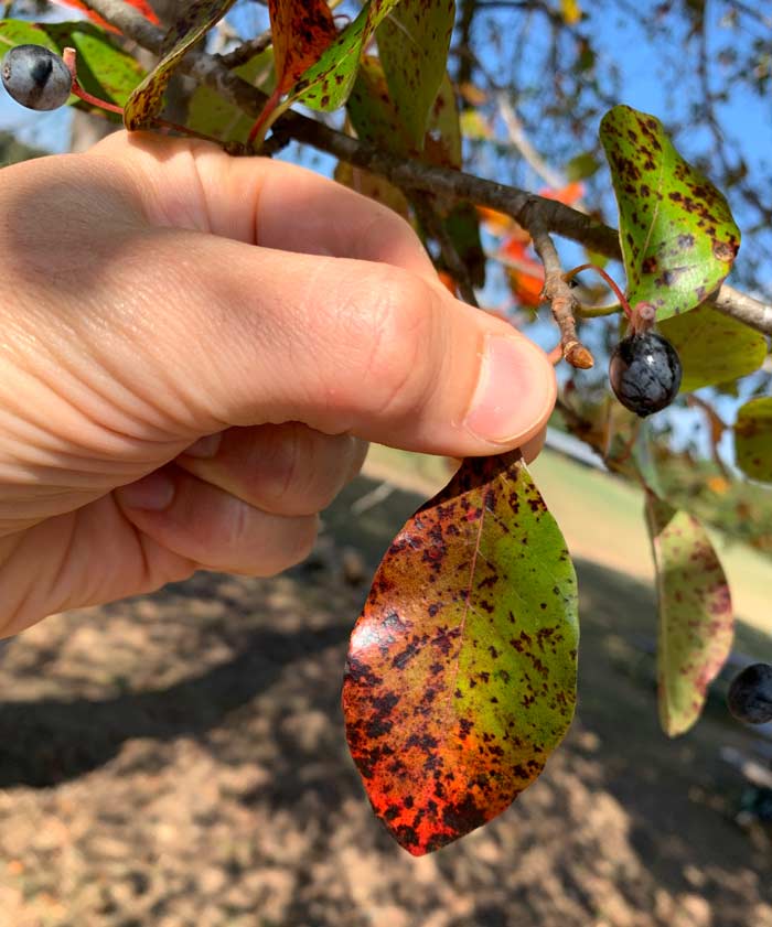 Black tupelo leaves changing colors in October in South Carolina.
