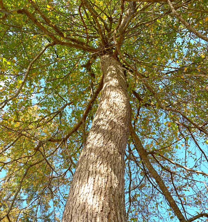 A large tree with grey alligator-hide bark and branches coming off the trunk at right angles. So far, it looks like a black tupelo! How to identify black tupelo tree.