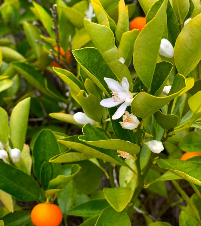 Calamondin trees will flower even when they're still bearing ripe fruit.