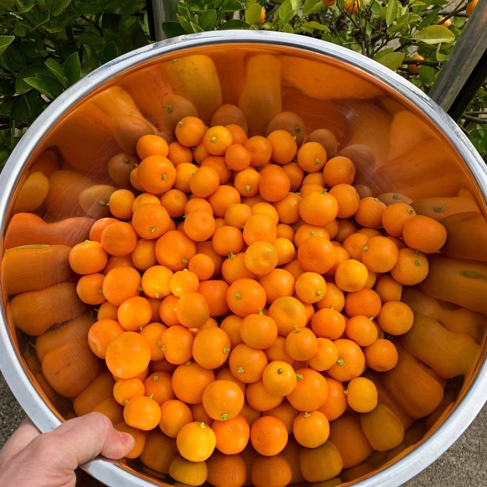 Calamondin or calamansi fruit harvest. One night's harvest off our calamondin tree. It's amazing how much fruit a single calamondin tree can produce.