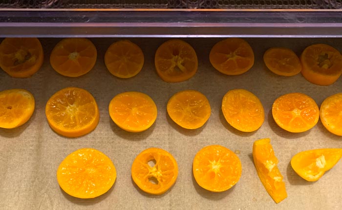Fresh slices of calamondin going into the dehydrator.