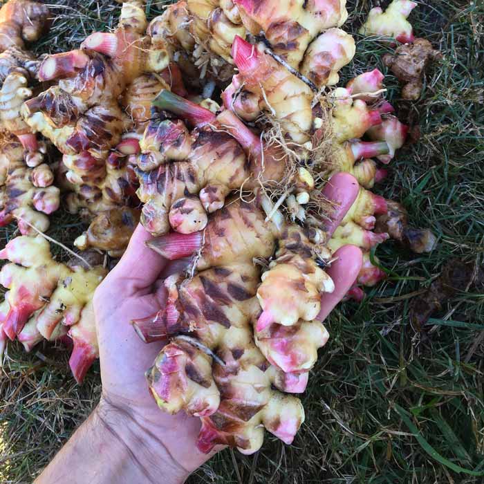 A beautiful hand of