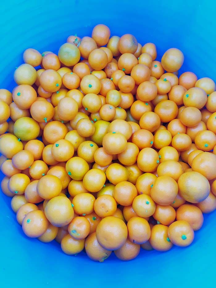 Ten pounds of fresh-picked organic calamondin oranges, ready to be turned into calamondin marmalade!
