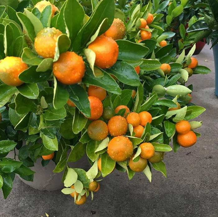 Loaded calamondin branches.