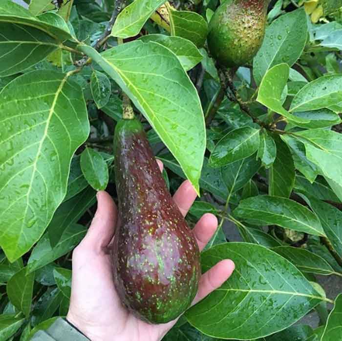 The skin on our Don Gillogly avocados is darkening, indicating they're almost ready to harvest.