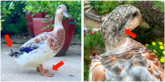 Mawy the duck with arrows showing some of her male features: drake curl, orange feet, green head plumage.