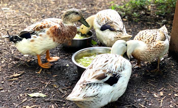 Mawy with her female Welsh Harlequin friends.