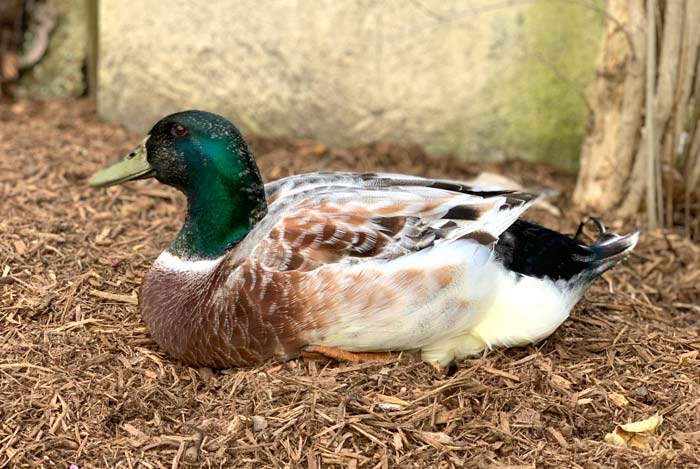 Mary/Marty the transsexual duck. Even though she's biologically female, you can clearly see secondary sex characteristics typical of a male/drake Welsh Harlequin, including orange feet, green head plumage, drake curl, etc.