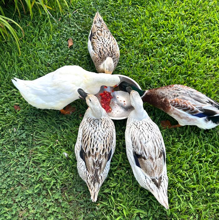 Feeding garden-fresh treats to our ducks is one of the great joys in life. While not all ducks (or breeds) like the same treats, fresh chopped tomatoes seems to be a hit with almost all of our ducks.
