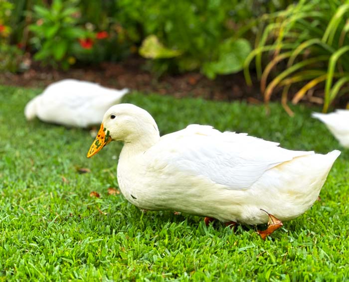 Unrelated to anything, but you can turn the bottom half of a Pekin green if you let them forage in freshly cut grass. And now is probably a good time to interject a bit of humor. 