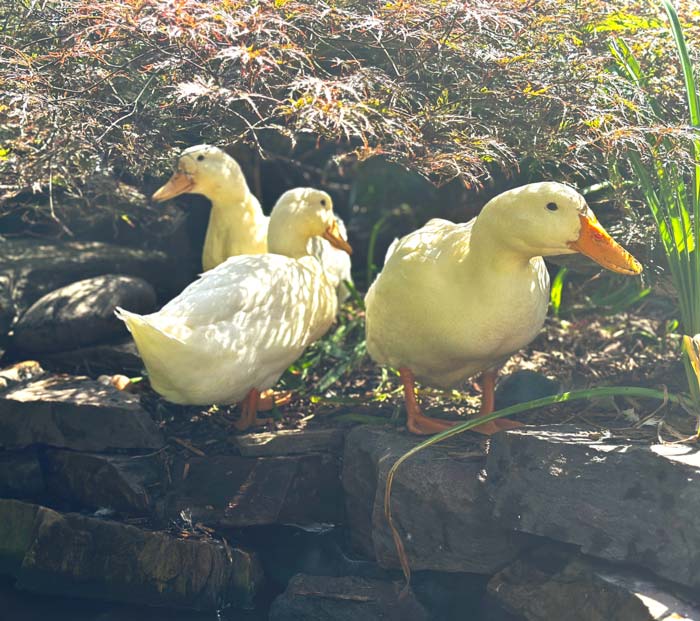 Three of our rescue ducks enjoying time in the shade next to our duck pond on a hot summer day. The likelihood that these animals would live for more than one year on their own in the wild at a pond is probably less than 10%. The chance of them living to be 10+ years old as our pet ducks is probably 75% or higher. 