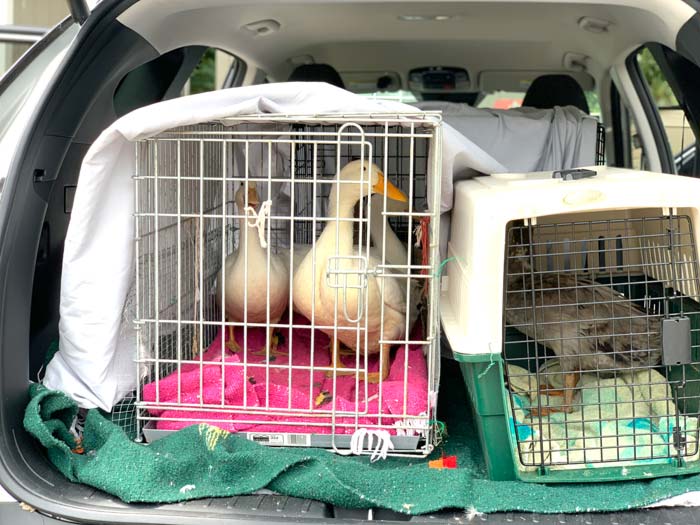 Three crates, six ducks, and one human packed into a single vehicle for a three hour drive from Indian Trail, NC, to Greenville, SC. Yes, windows were cracked open during the trip home. 