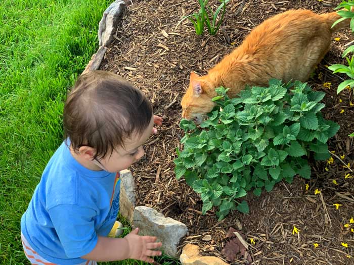Our toddler and our cat enjoying playing in one of our catnip patches.