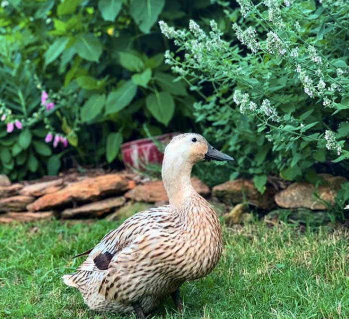 One of our ducks providing size perspective for a flowering catnip plant in July. (The white flowers are catnip.)