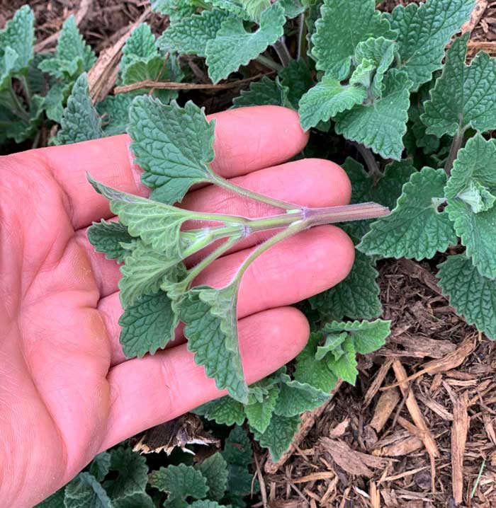 It doesn't take much catnip to repel mosquitoes! This sprig of catnip is all that's needed to provide about 30 minutes of mosquito protection. Rub vigorously between your hands to release the botanical compounds, then rub it on your exposed body parts. 