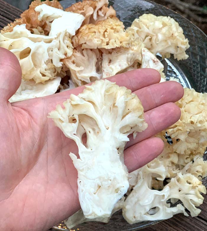 Chunks of cauliflower mushrooms ready to made into "steaks."