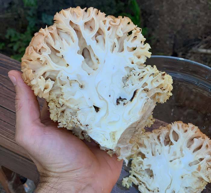 A gorgeous cross-section view of a cauliflower mushroom. If you look closely in the chamber on the right side, there's a fairly large millipede curled up inside. Boo! 