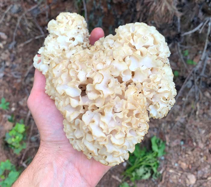 One of the two cauliflower mushrooms we've found on recent foraging forays. Sparassis crispa 