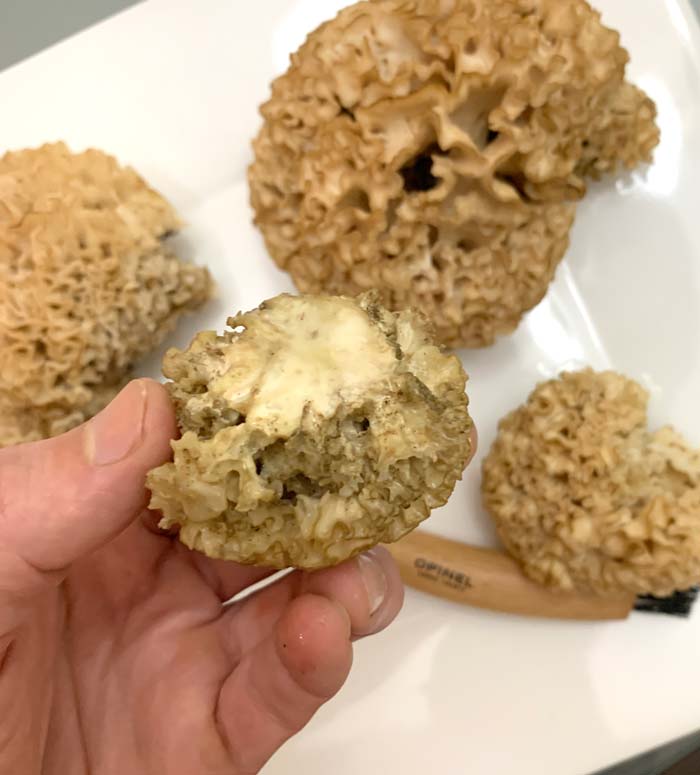 Cauliflower mushrooms how to find, ID, and eat (with quiche recipe