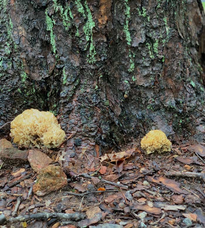 Two cauliflower mushrooms fruiting at the base of a large pine tree.