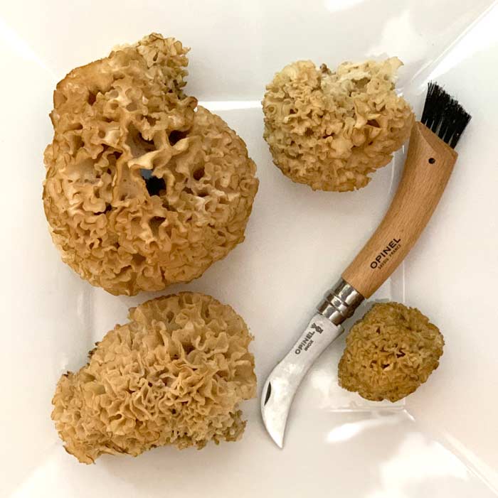 Cauliflower mushrooms we found while hiking. These specimens are fairly small, ranging from about golfball size to grapefruit size.