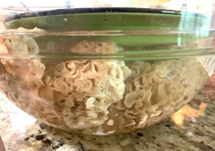 Cauliflower mushrooms in a saltwater soak to help remove any remaining insects and grime.