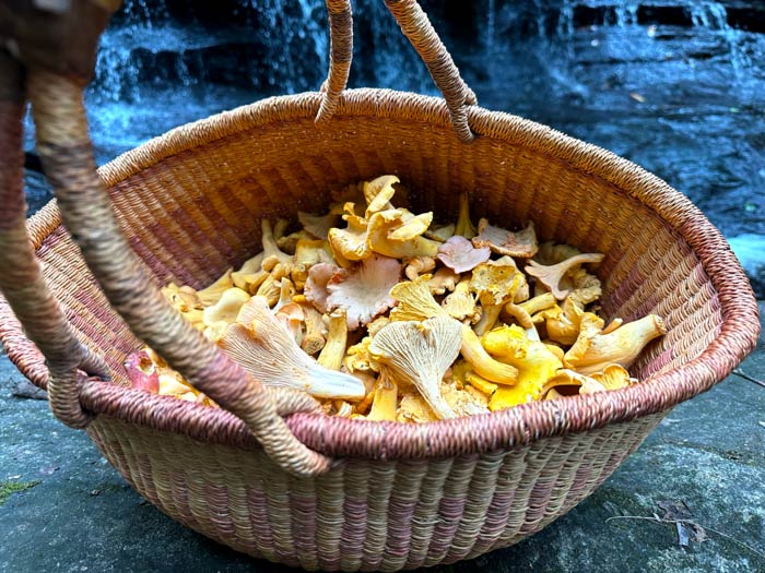 Sure, this harvest basket looks cool, but that's not why we use it. It keeps our foraged mushrooms from getting smushed while we hike and it also helps spread the spores of the mushrooms within far and wide.