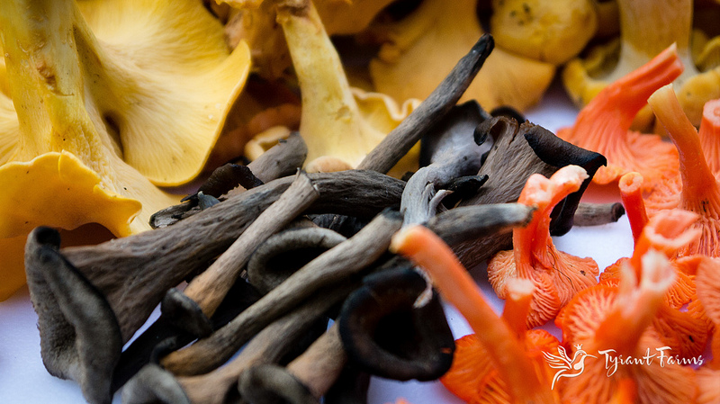 Three general types of chanterelle mushrooms that we find in Upstate South Carolina in the Appalachian Mountains - orange chanterelles, black chanterelles, and red chanterelles. (See species names and descriptions below.)