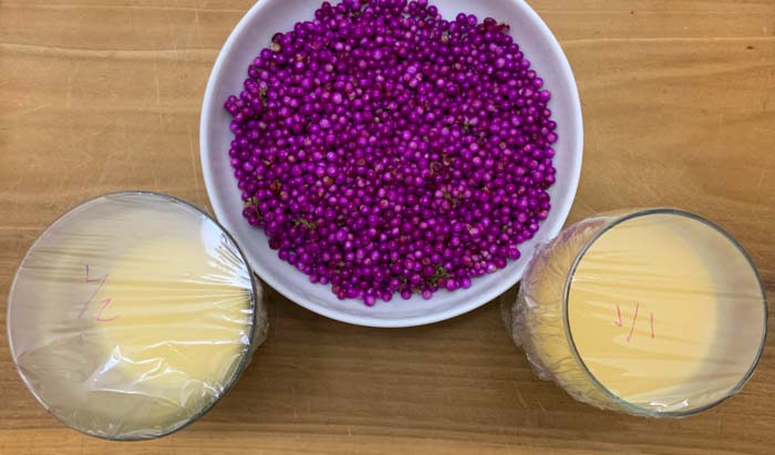 We liked a 1:1 ratio of beautyberries to cream, but you could potentially go even higher on the beautyberry side.