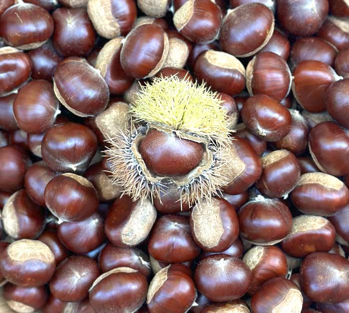 A thorny issue? Chestnut burrs look like little hedgehogs and are quite uncomfortable when handled by unprotected hands.