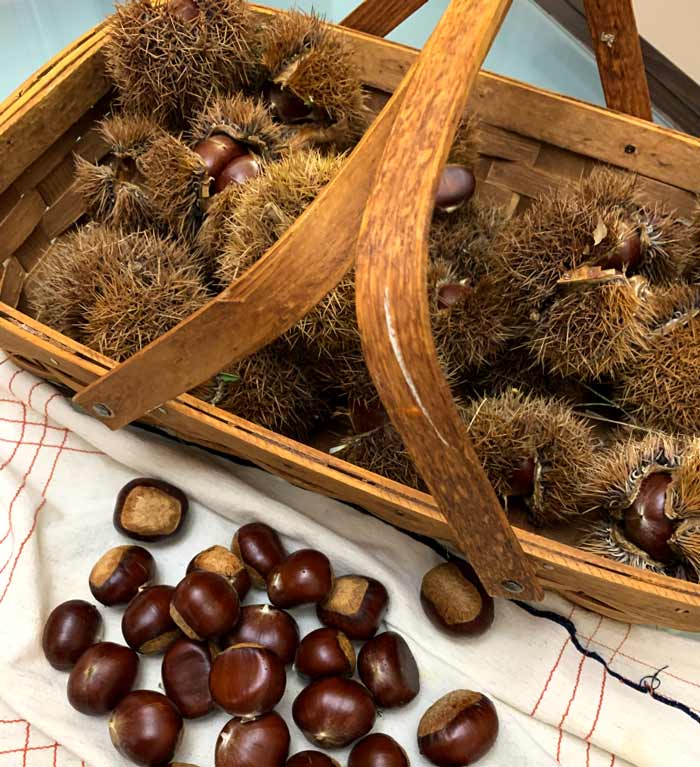 These chestnuts won't be roasted on an open fire, they'll be processed into chestnut flour and used to make a wide range of recipes...