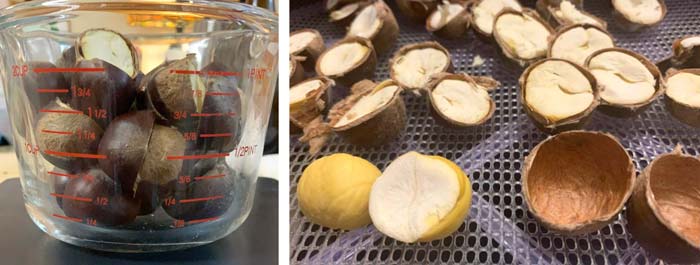 You want to dry your chestnuts just enough to easily remove the shells and testas, not to the point of full dehydration.