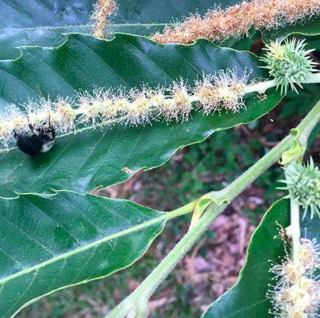 A bee foraging a female chestnut flower on one of our trees. Female flowers have a small burr at the base which develops into a chestnut if its pollinated. Male flowers (catkins) do not have a burr at the base. Even though chestnut flowers are supposed to be primarily wind-pollinated, pollinating insects seem to enjoy foraging chestnut flowers as well. Our chestnut trees here in South Carolina flower from mid-May through early June.