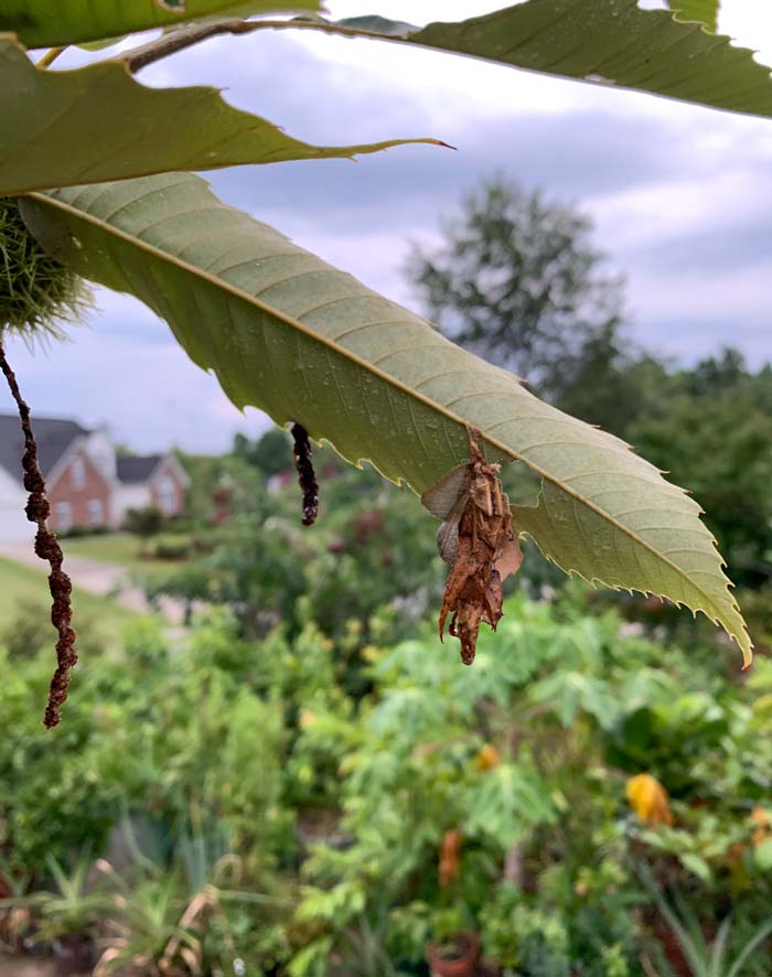 This rather odd looking clump of brown leaf parts (on the right) is actually the camouflage of a bagworm whose