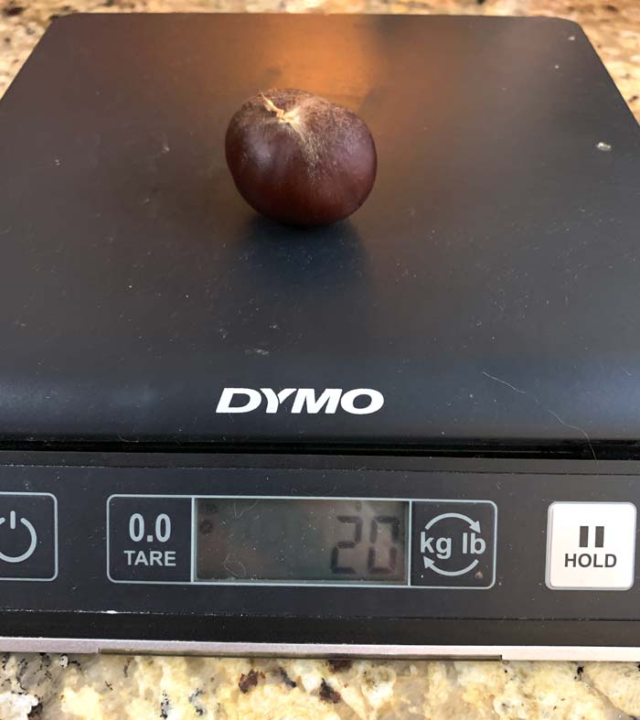 Our Chinese chestnuts get as large as 20 grams, but these probably aren't anywhere close to world champions.