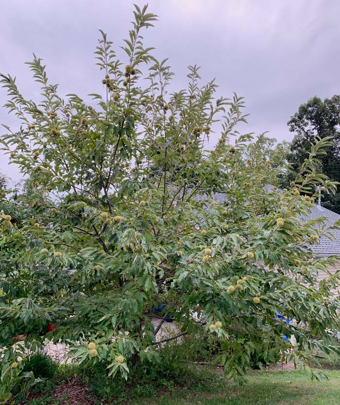 Our largest chestnut tree, which is probably about 9-10 years old now. We're probably not the best model for how to prune your chestnut trees, since we tend towards lazy gardening. We're not commercial orchardists so don't judge.