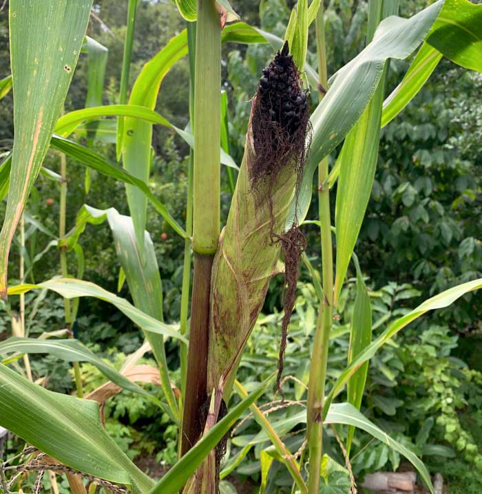 An ear of 'Black Incan' corn splitting out of the husk.