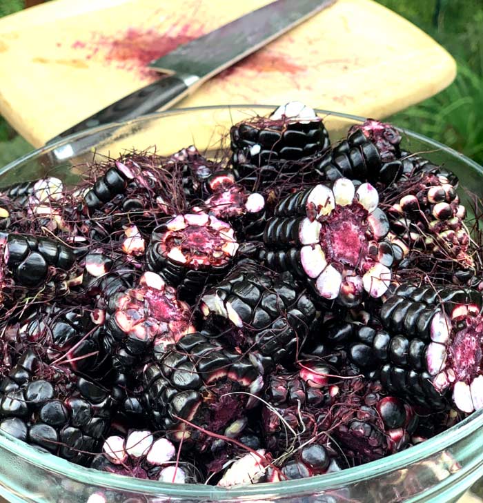 Our maize prepped for chicha making. We removed any desiccated silk but left any silk that was still in good shape on since it's colorful and flavorful. 