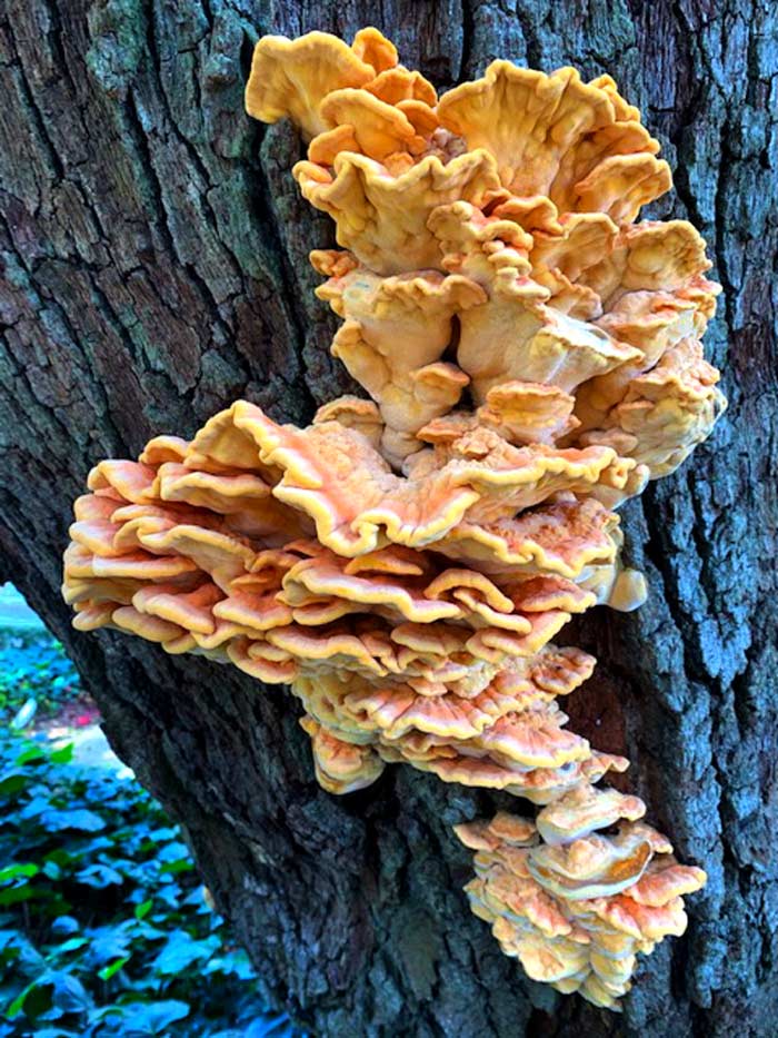 A beautiful chicken of the woods mushroom growing on the side of an oak tree in Charleston, SC. Given the region and the fact that it's growing on the side of a tree (not out of the roots) this one is Laetiporus sulphureus. 