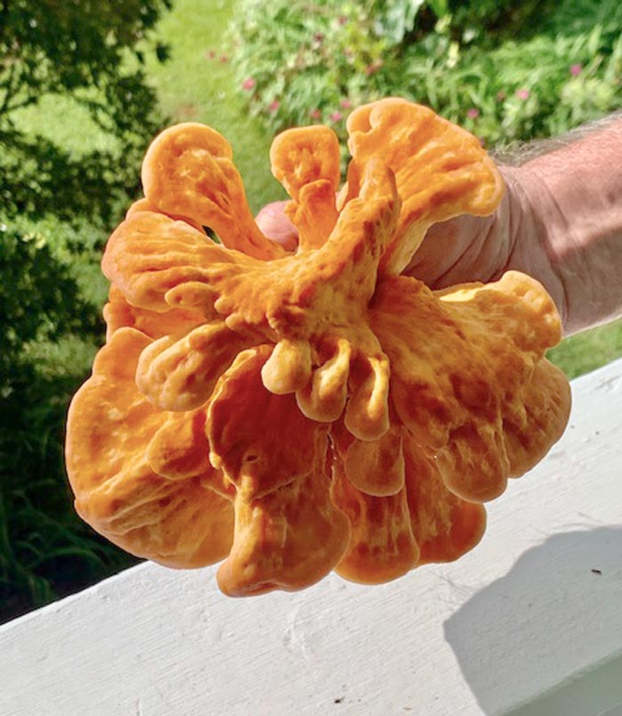 A small but beautiful chicken of the woods my parents found near Summerton, SC. As the mushrooms mature, the outer edges of the caps are the best edible parts since they stay tender. The closer you get towards the center, the tougher their texture - fine for soup stocks, but not great for eating.